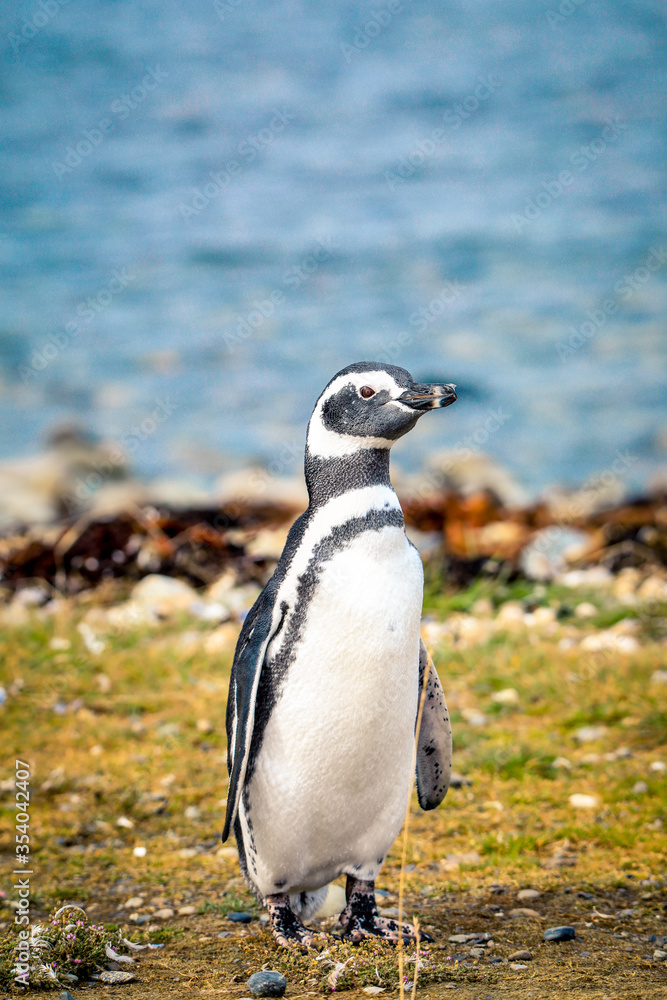 Naklejka premium The Magellanic penguins in the Natural Sanctuary on the Magdalena Island, Chile