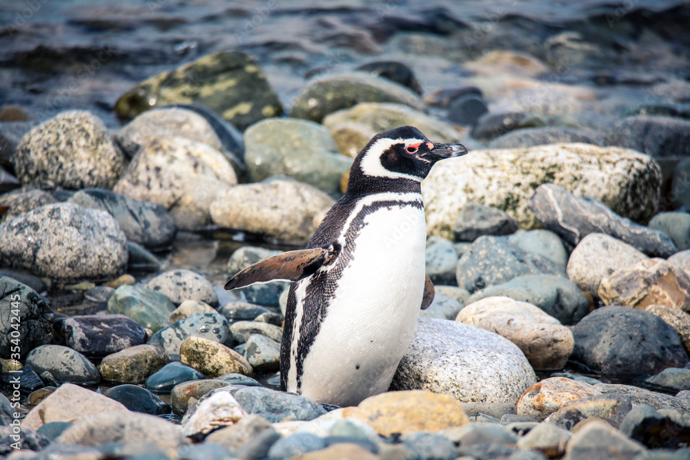 Naklejka premium The Magellanic penguins in the Natural Sanctuary on the Magdalena Island, Chile