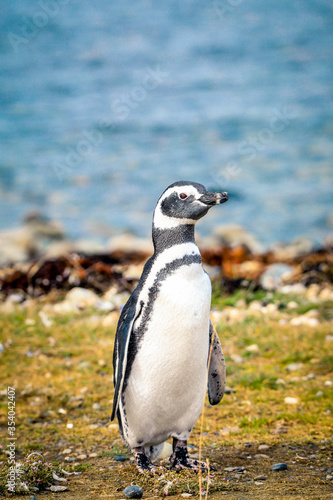 The Magellanic penguins in the Natural Sanctuary on the Magdalena Island, Chile