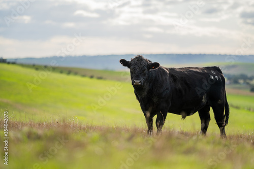 Tableau sur toile Beef cows and calves grazing on grass