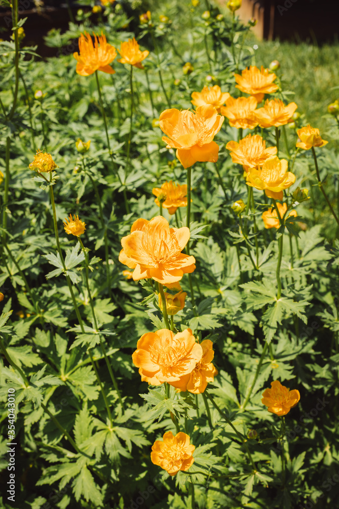 Spring Flowers from the Royal Garden