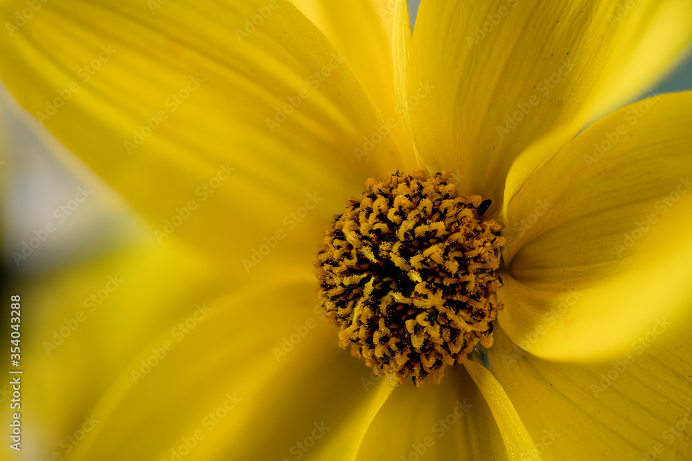 Yellow Bidens cultivar, closeup Yellow Bidens cultivar, closeup
