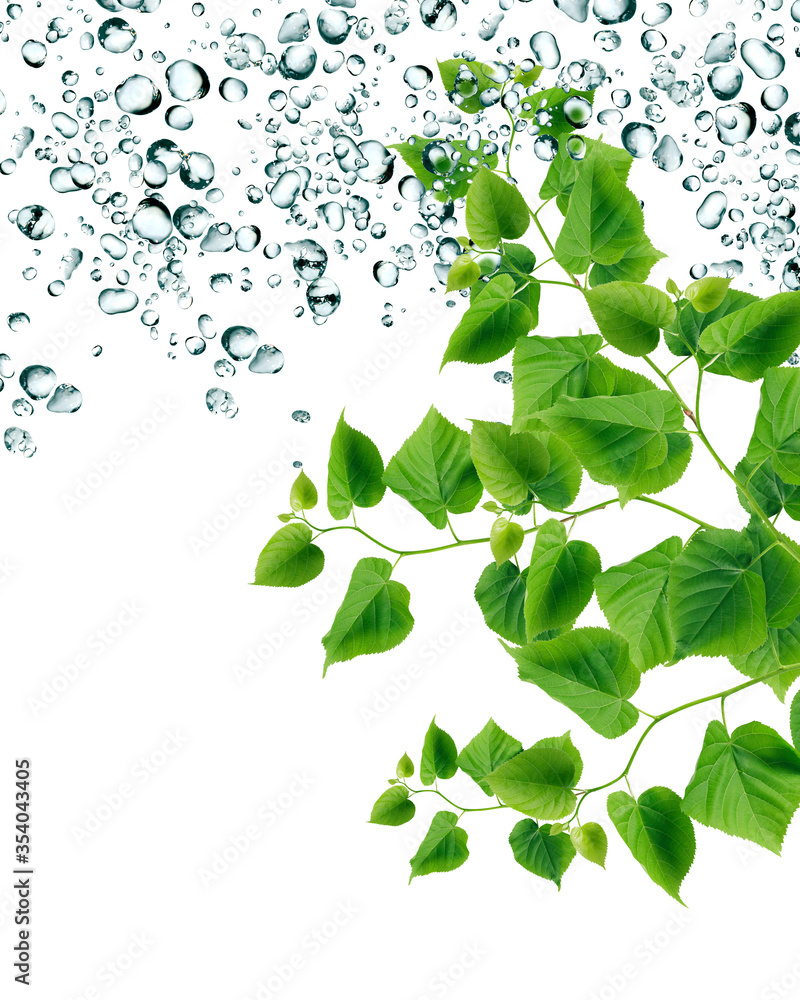 Obraz premium Green Leaves Under Raindrops