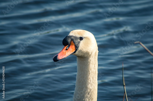 Portrait of a white Swan