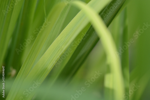Fototapeta Naklejka Na Ścianę i Meble -  green grass background