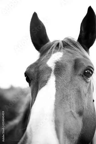 cavallo  © Francesco