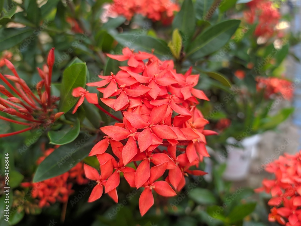 Red ixora flower - Close up detail of the ixora flower in bloom, red blooming flowers Red ixora flower - Close up detail of the ixora flower in bloom, red blooming flowers