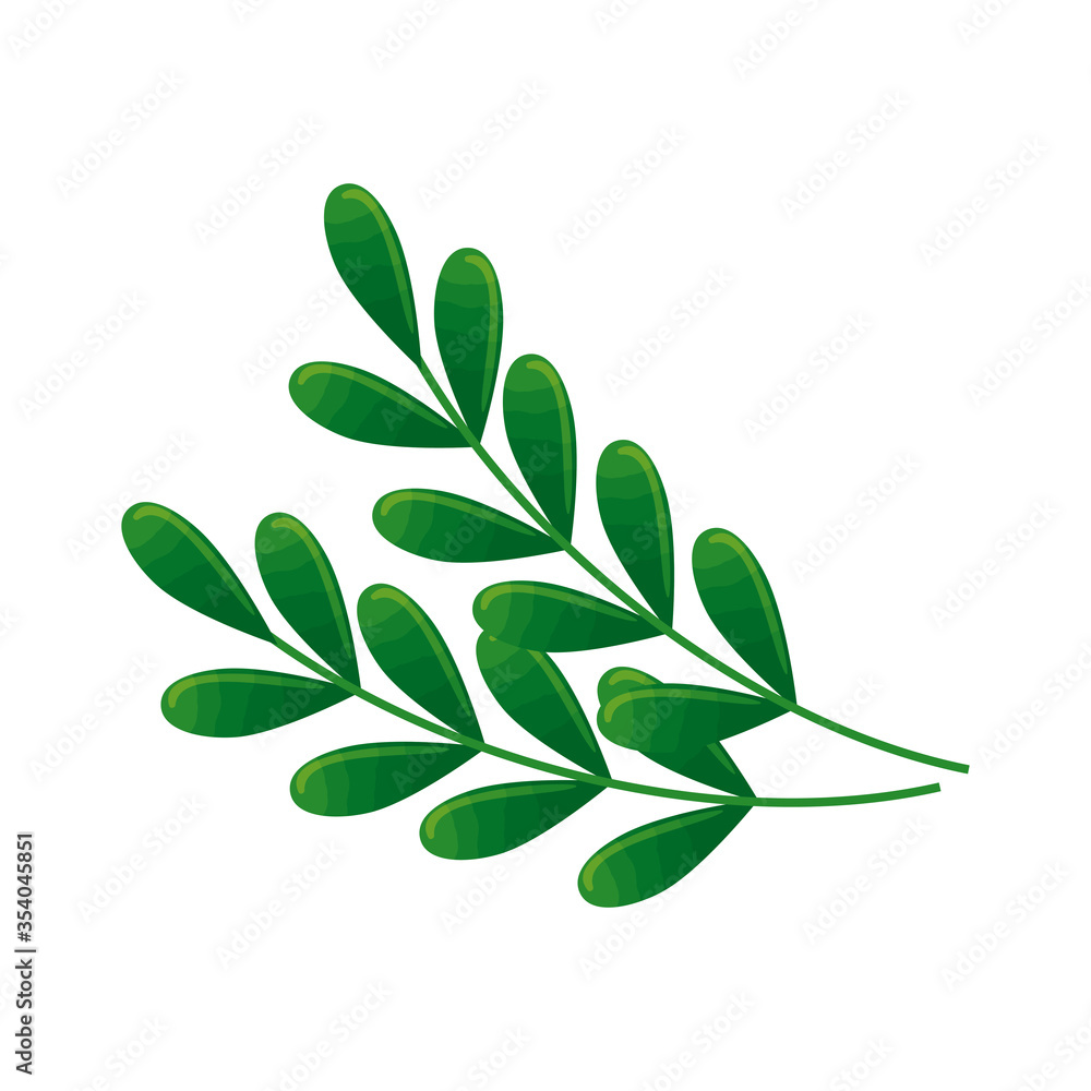 botanical, green leaves, herbs and branch on white background vector illustration design