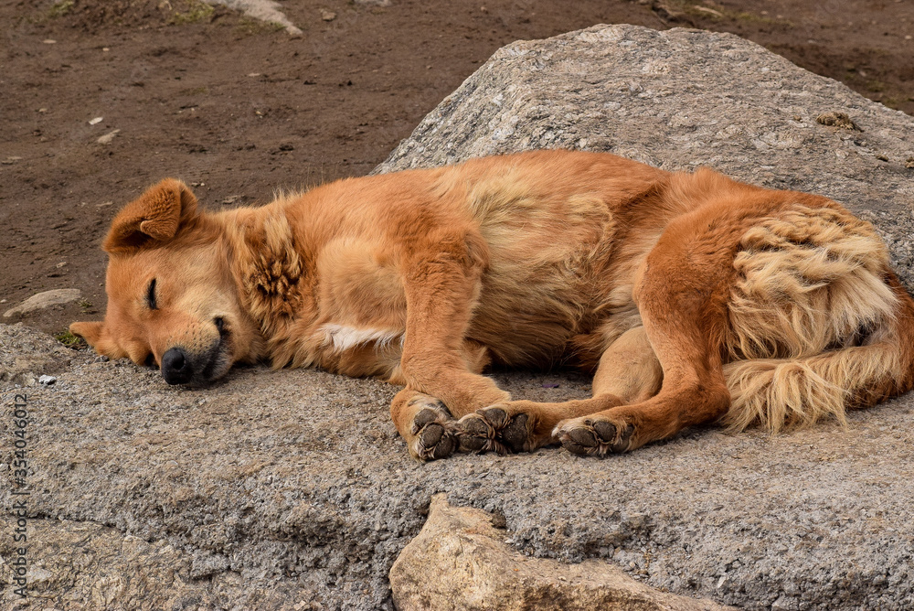 Obraz premium Brown dog sleeping near rocks. Dogs are known for their loyalty and faithfulness