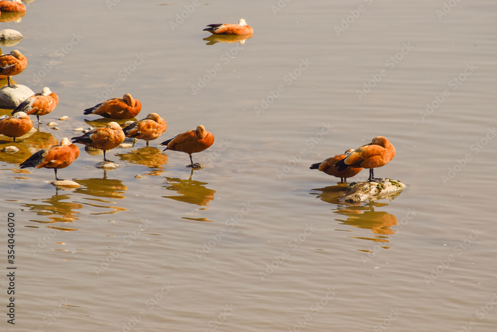 Multiple Ducks sitting on rocks and enjoying Sun Bath. These migratory birds travel long distances dependong on the weather they prefer Multiple Ducks sitting on rocks and enjoying Sun Bath. These migratory birds travel long distances dependong on the weather they prefer