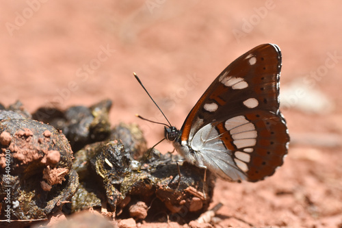 Southern white admiral  Limenitis reducta. Big beautiful butterfly  black with blue reflections