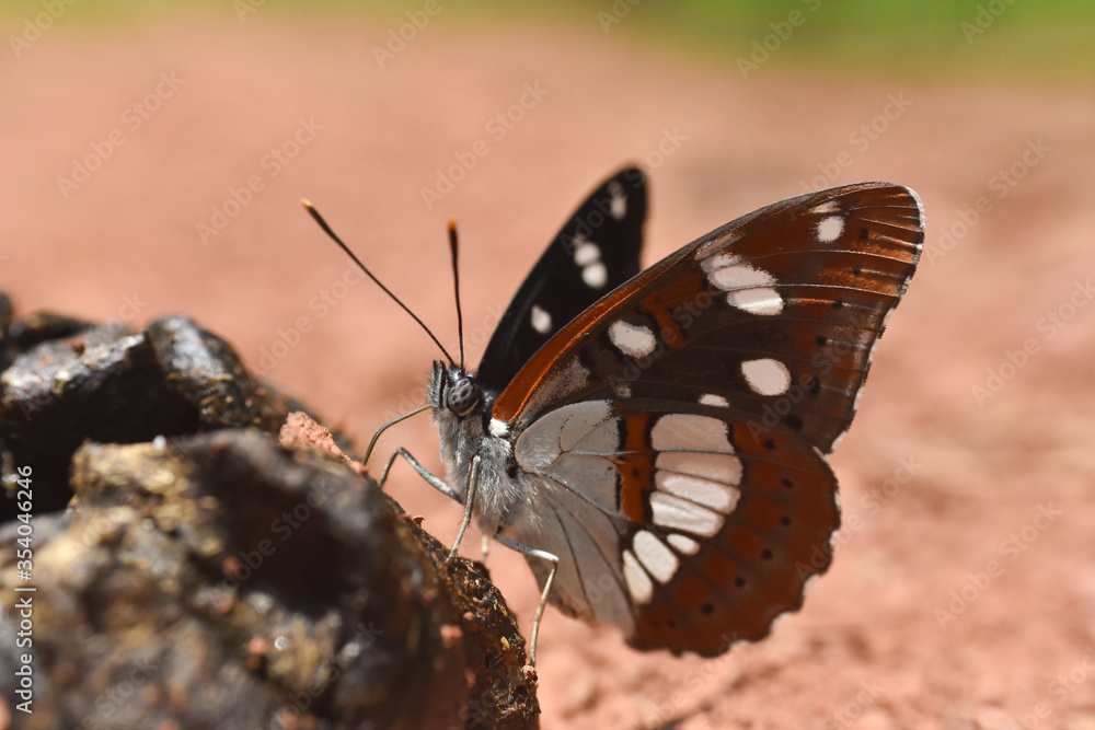 Fototapeta premium Southern white admiral, Limenitis reducta. Big beautiful butterfly, black with blue reflections
