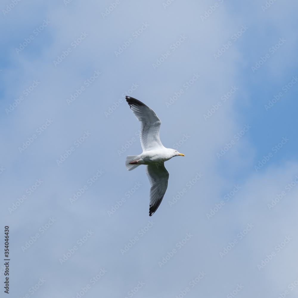Herring Gull (Larus argentatus), Lagan River, Belfast, Northern Ireland, UK Herring Gull (Larus argentatus), Lagan River, Belfast, Northern Ireland, UK