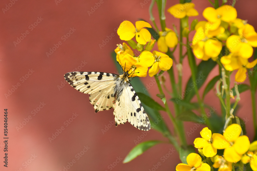 Allancastria cerisyi, the eastern festoon butterfly on flower. Old World papilionidae butterfly Allancastria cerisyi, the eastern festoon butterfly on flower. Old World papilionidae butterfly