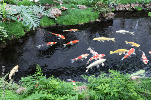 Konstfotografi goldfish in pond indoor