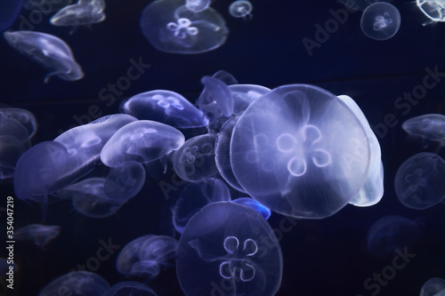 Jellyfish set, in the ocean © Raul