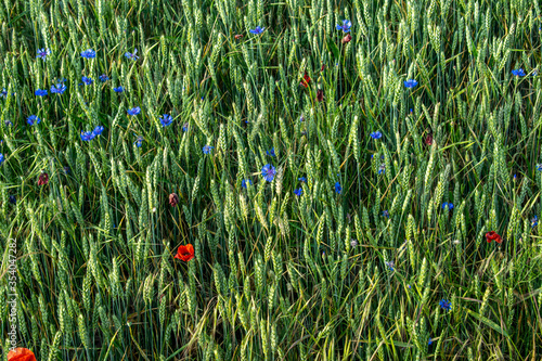 Campo de trigo y amapolas.