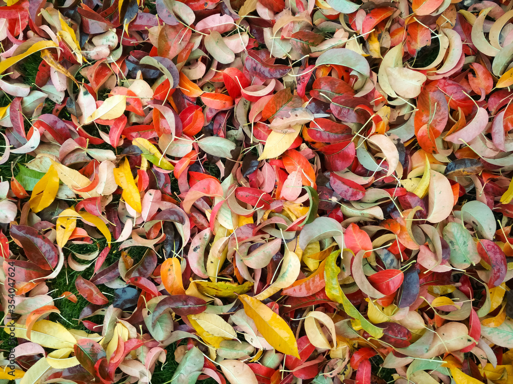Autumn background. Background of autumn multicolored leaves.