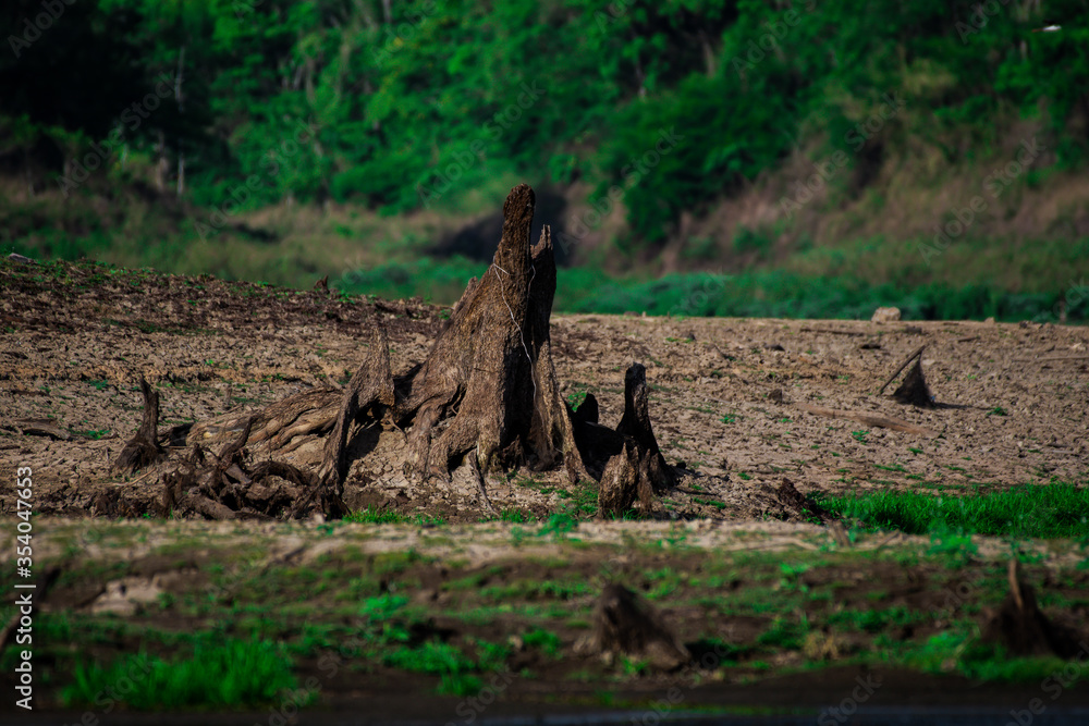 Stump in the Thai dam