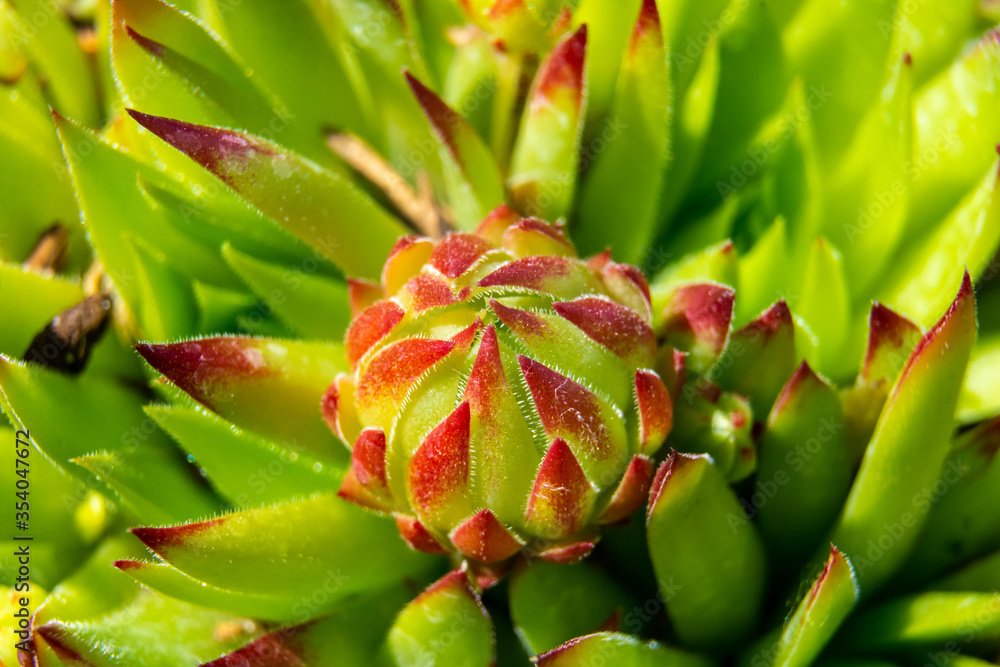 Abstract succulent plant macro background Abstract succulent plant macro background