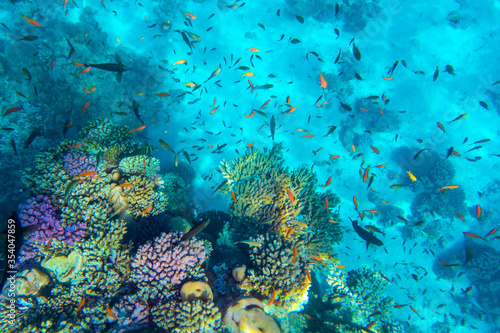 Fototapeta Naklejka Na Ścianę i Meble -  Tropical Fish on coral reef in Ras Mohammed national park, Egypt