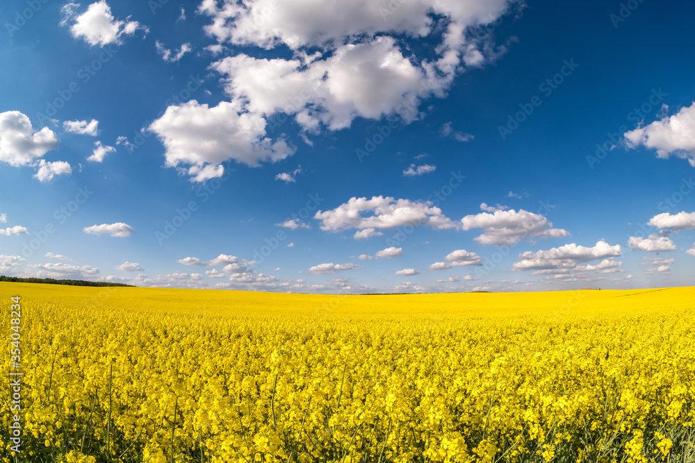 Field of beautiful springtime golden flower of rapeseed with blue sky