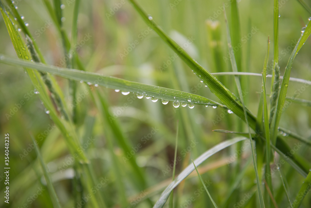 Leaves of juicy grass close-up. Dew drops, rain drops on plant stems. Background, texture. The concept of freshness and renewal. Leaves of juicy grass close-up. Dew drops, rain drops on plant stems. Background, texture. The concept of freshness and renewal.