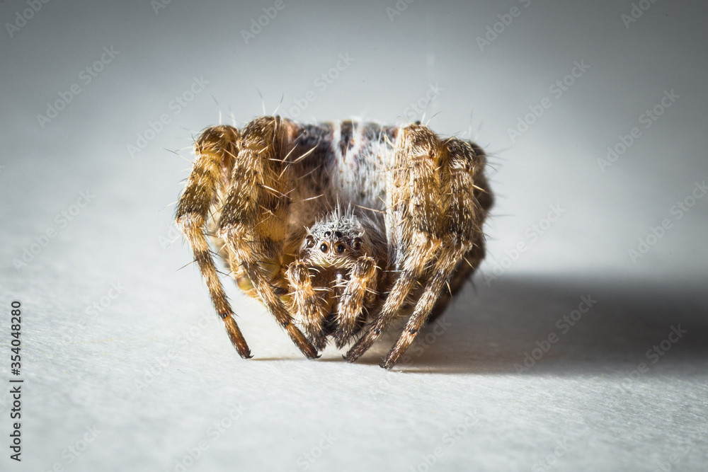 ladybug, insect, fly, wildlife, animals, butterfly, wing, bug, spider, wild, beetle, nature, macro, wasp, picture of insects, ecology, worm, fauna, small, invertebrate, closeup, animal, fly - insect