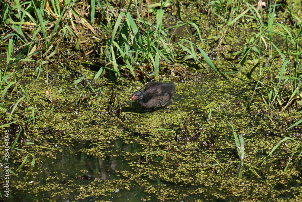 Eurasian Moorhen (Gallinula chloropus), Lagar River, Belfast, Northern Ireland, UK Eurasian Moorhen (Gallinula chloropus), Lagar River, Belfast, Northern Ireland, UK