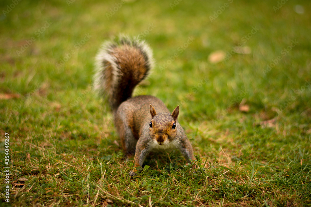 Cute curious squirrel posing on the grass in the park on the mown grass. Little wild animal. London nature relax Cute curious squirrel posing on the grass in the park on the mown grass. Little wild animal. London nature relax