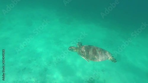 Koh Tao Sea Turtle swimming in Apo Reef Philippines.
