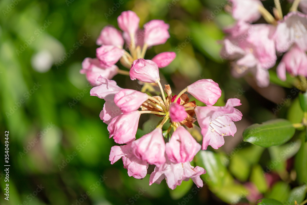 札幌市 百合が原公園に咲く春の花 札幌市 百合が原公園に咲く春の花