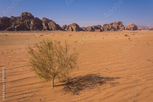 Tree in the desert and arid mountains in the background