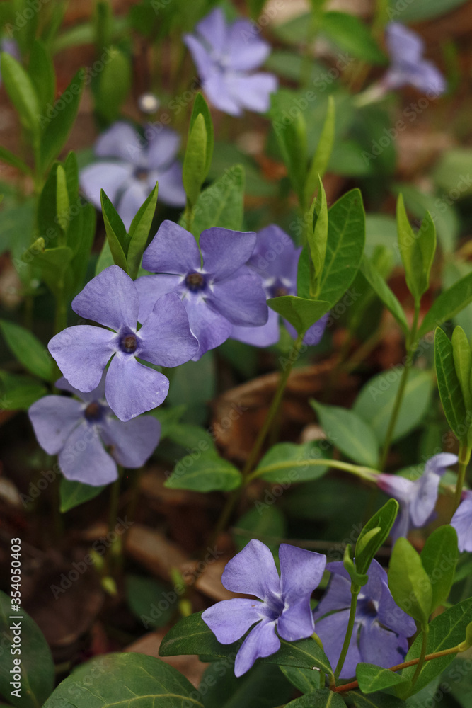 Blue periwinkle (Vinca) flowers in the garden. Blue periwinkle (Vinca) flowers in the garden.