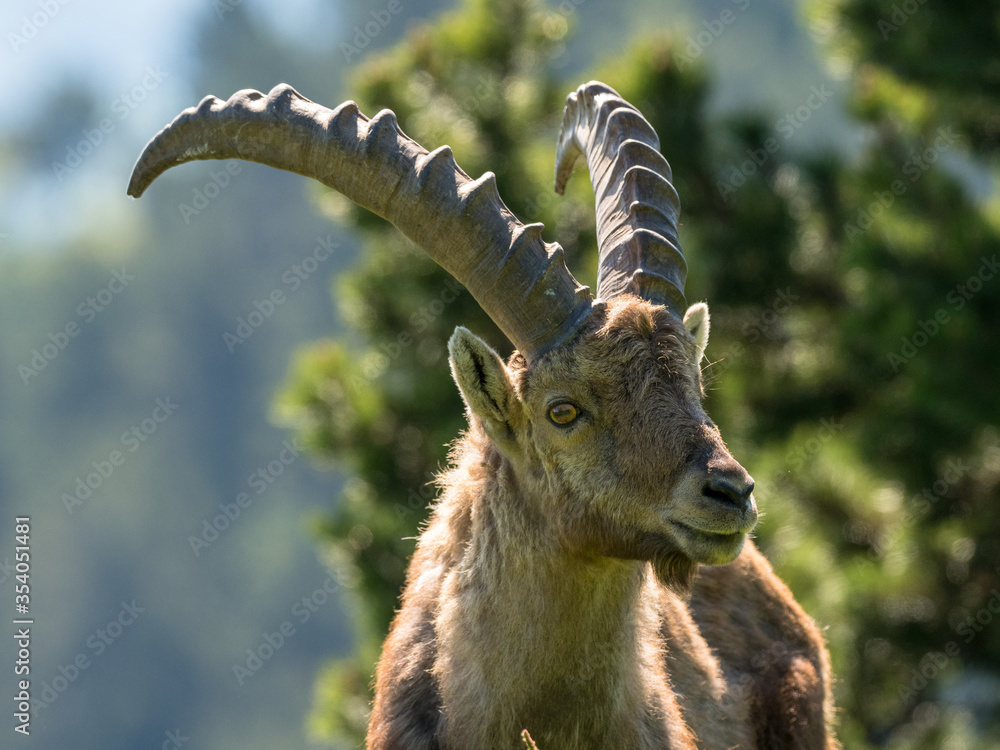 portrait of an ibex on the high plateaux of the Vercors, Southern French Alps 