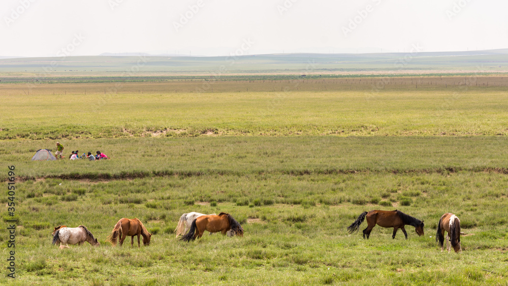 Horses in the grassland of Inner Mongolia, China