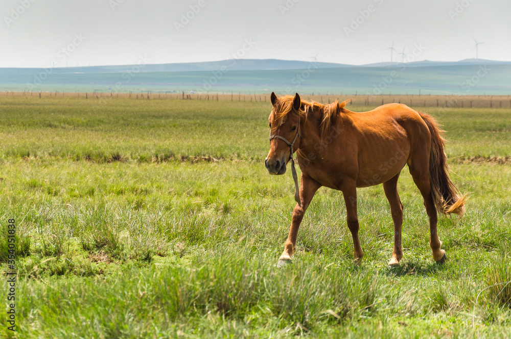 Horse in the grassland of Inner Mongolia, China Horse in the grassland of Inner Mongolia, China