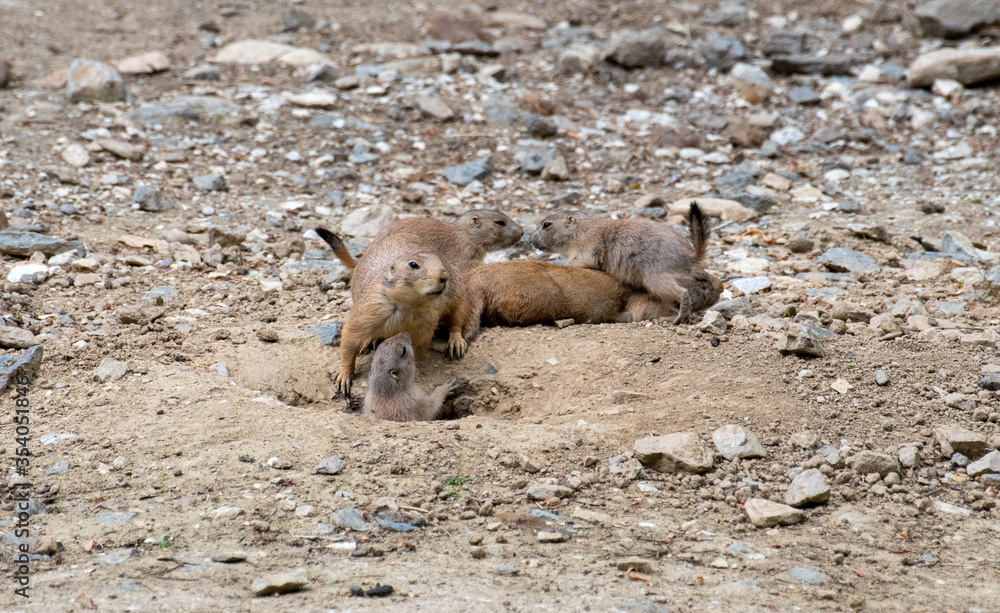tier, deer, wild lebende tiere, säugetier, natur, wild