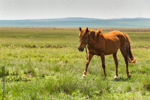 Horse in the grassland of Inner Mongolia  China