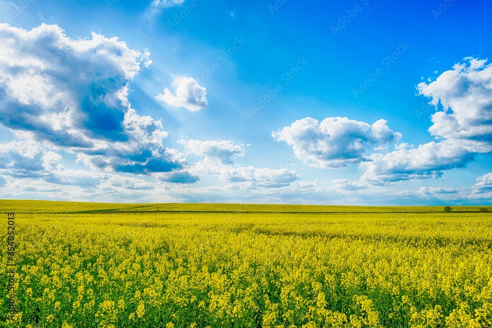 Beautiful field with yellow rapeseed flowers. Cloudy sky Nature. Landscapes. Beautiful field with yellow rapeseed flowers. Cloudy sky Nature. Landscapes.