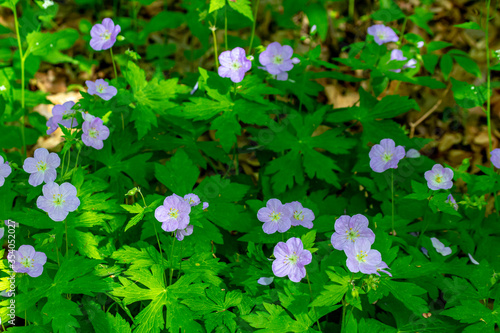 Wild Geraniums