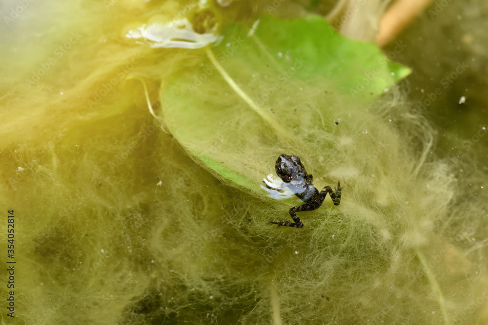 Toad Eating Insect Foto de Baby toad, Young common small frog sitting on green leaf, Frogs ...