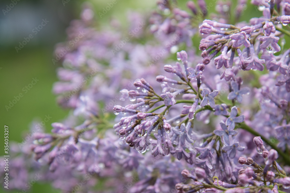 Close-up of lilac flowers after the rain. The may storm. Water drops on flowers.