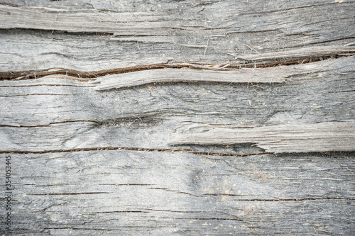 Tree trunk with straight lines