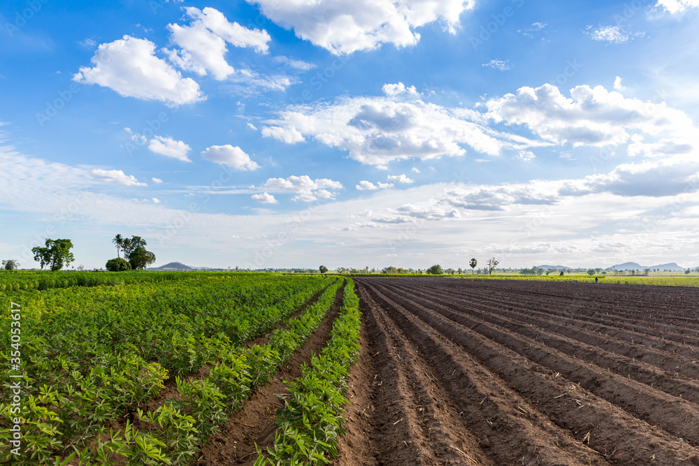 Rows of soil before planting and Rows of young cassava plant in countryside farmland . Baby cassava or manioc plant farm pattern in a plowed field prepared. Rows of soil before planting and Rows of young cassava plant in countryside farmland . Baby cassava or manioc plant farm pattern in a plowed field prepared.