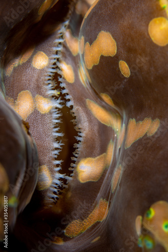 Macro shot of a mouth (siphon) of the giant clam Tridacna sp. photo