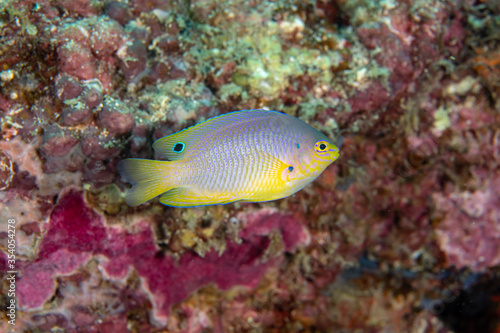 Fototapeta Naklejka Na Ścianę i Meble -  Ocellate damselfish, Pomacentrus vaiuli in a tropical coral reef of Andaman sea