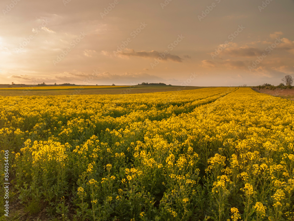 zachód słońca nad polami rzepaku