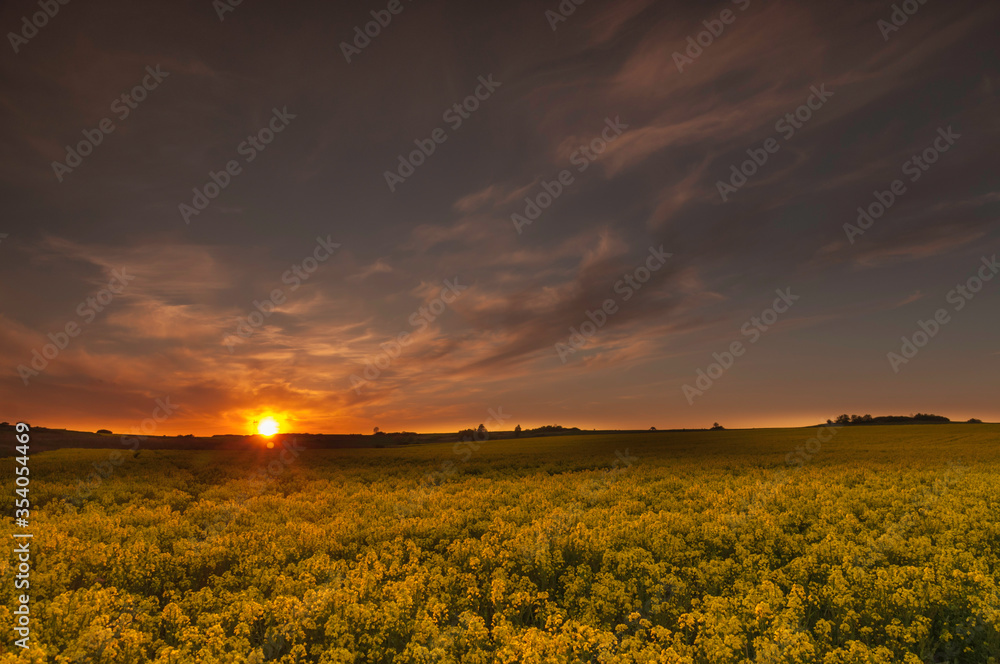 Obraz premium zachód słońca nad polami rzepaku