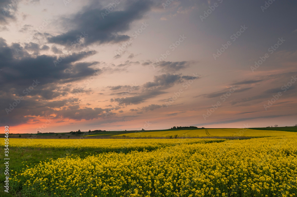 Fototapeta premium zachód słońca nad polami rzepaku